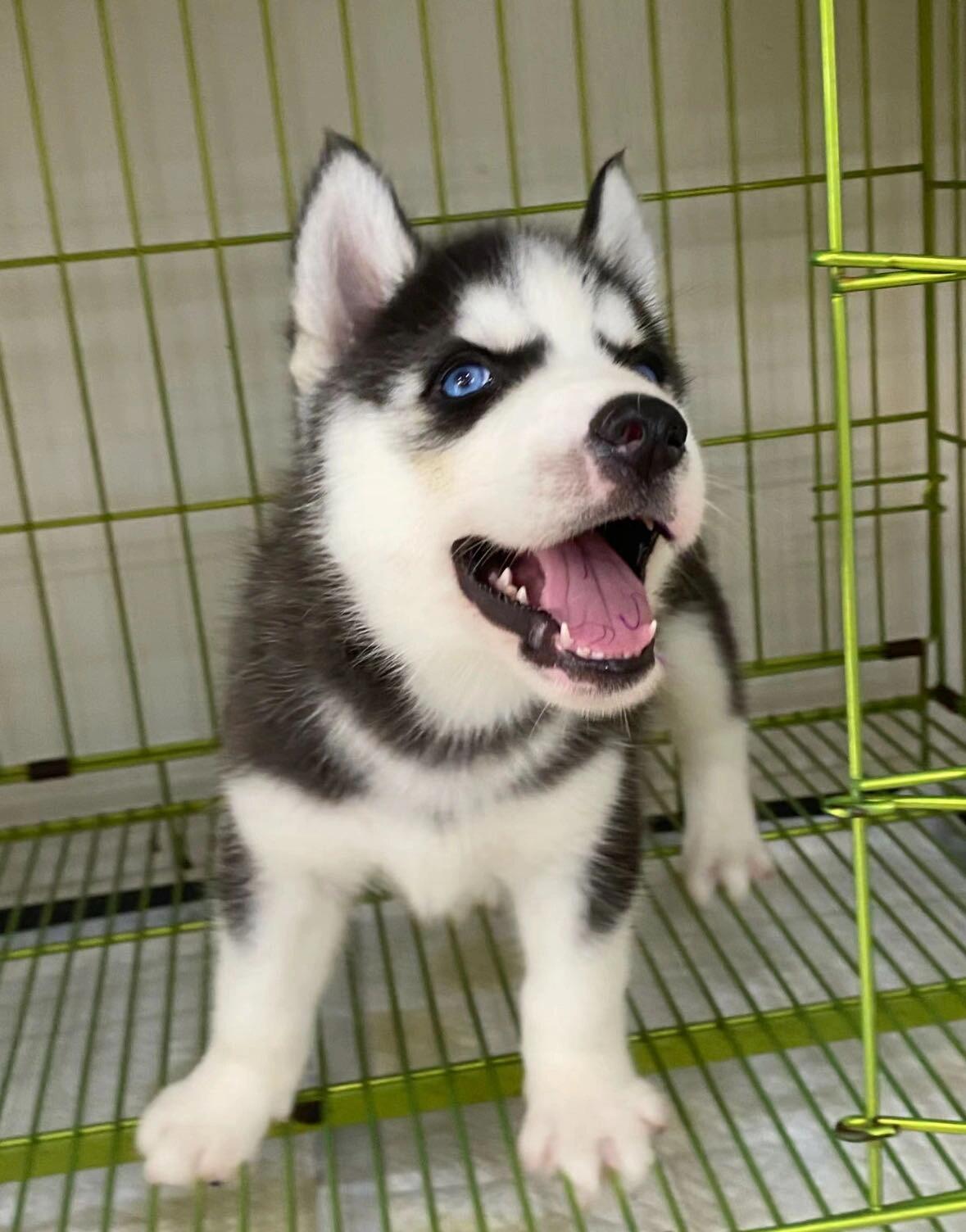 哈士奇幼犬公母都有疫苗齐全
